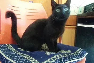 פאזל של Sentado