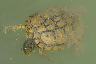 Scivolatrice cubana