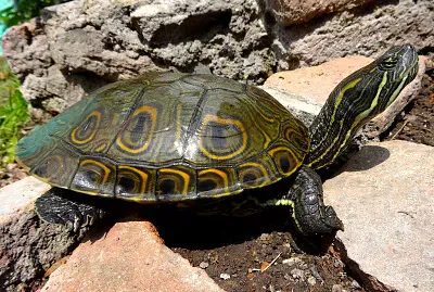 Scivolatrice mesoamericana orientale