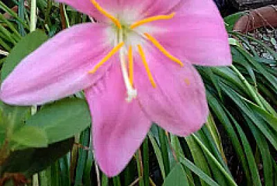 flores