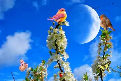 flores