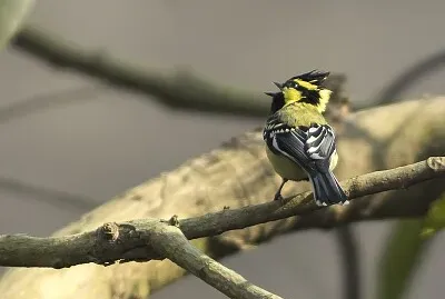 Cincia nera dell  'Himalaya