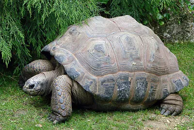 Gigante di Aldabra
