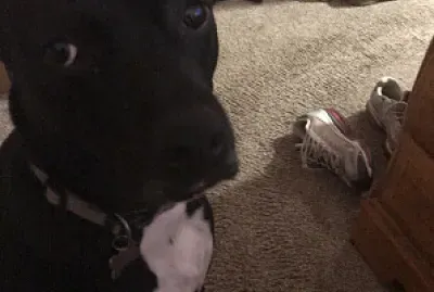 a cute dog