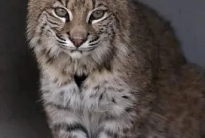 Bobcat