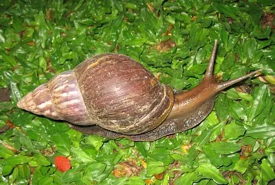 ×—×™×œ×–×•×Ÿ