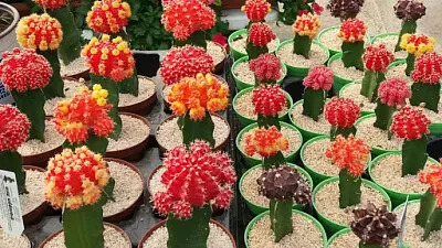 פאזל של ×§×§×˜×•×¡ 1