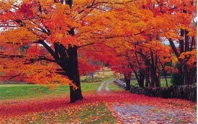 Automne jigsaw puzzle