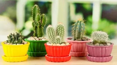 פאזל של ×§×§×˜×•×¡ 2