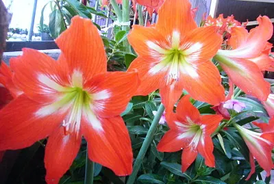 Tarjeta dÃ­a de la familia