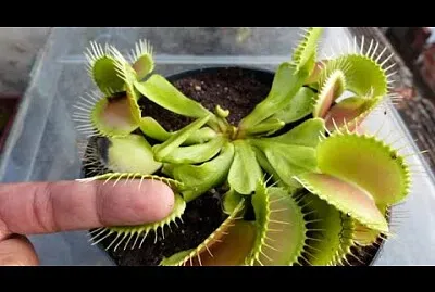 planta carnivora