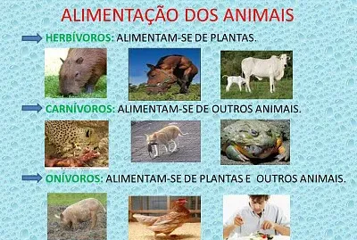 AlimentaÃ§Ã£o dos animais