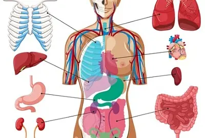 פאזל של 5Âº ano - corpo humano