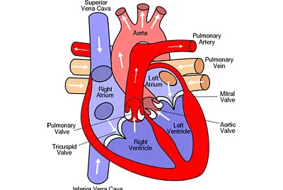 ×ž×¤×” ××™×œ×ž×ª ×©×œ ×”×œ×‘