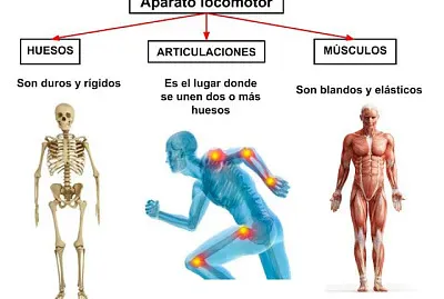 12 piezas jigsaw puzzle