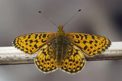 Boloria fritillary