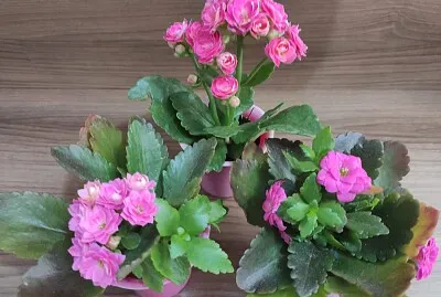 Primavera em Cor