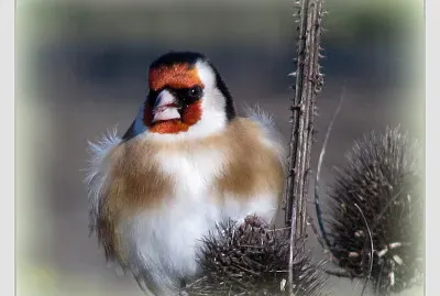 Chardonneret élégant