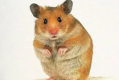 Hamster jigsaw puzzle