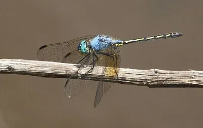 Trithemis stictica