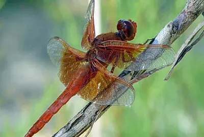 Saturata