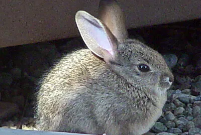 Sylvilago del deserto