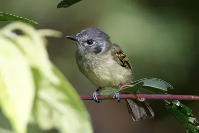 Tiranno dalla faccia di marmo