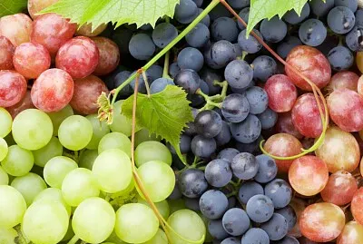 ÏƒÏ„Î±Ï†ÏÎ»Î¹Î±