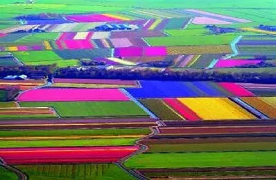 Foto jigsaw puzzle