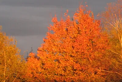 Red tree backed by stormclouds