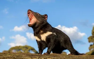 Tasmanian Devil Roar jigsaw puzzle