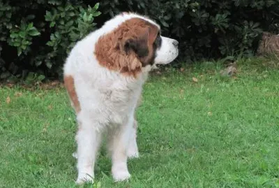 CAROLA jigsaw puzzle