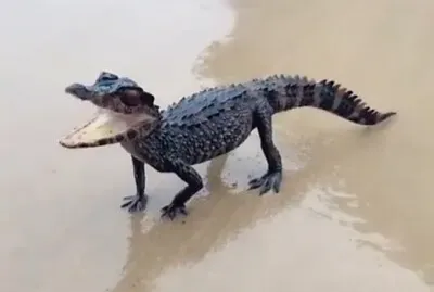 CENÃRIO K214 jigsaw puzzle