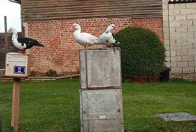פאזל של canard1