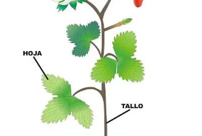 partes de la planta