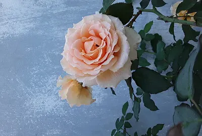 Rosa del jardin.