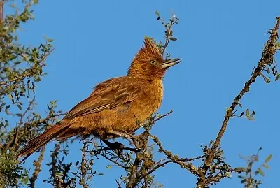 Cacholote castano