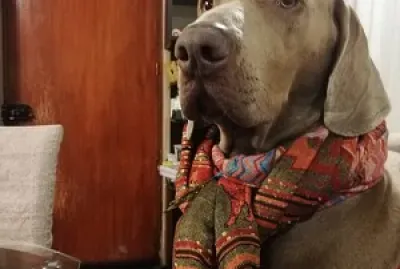 el es mi perro (ringo)