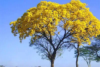 IpÃª amarelo