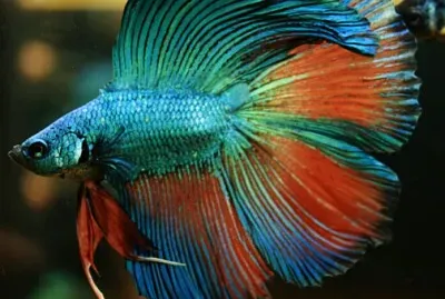 Colorful Betta jigsaw puzzle
