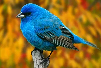 Blue Bird
