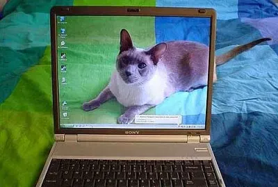 Cat Screensaver jigsaw puzzle