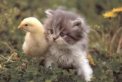 Chick and Kitty