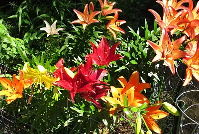 Asiatic lilies
