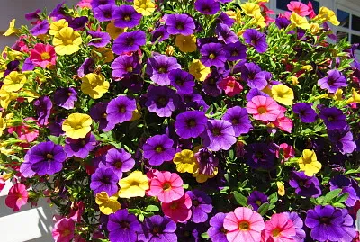 Spring flower basket