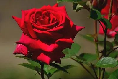Red Rose