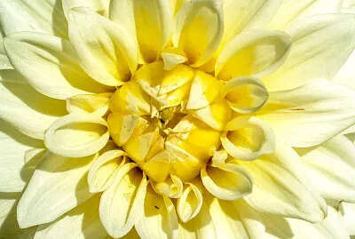 פאזל של Flower