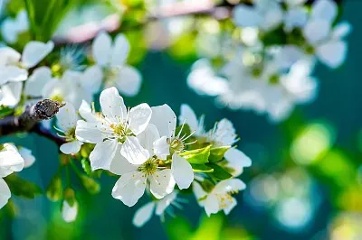 פאזל של Flower