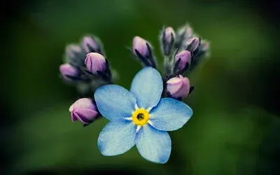 Flower