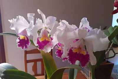 Orquidea